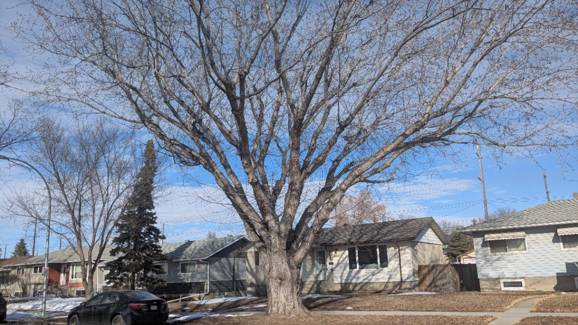 Lauderdale Silver Maple