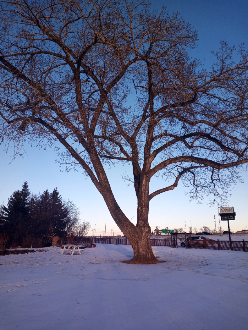 Ellerslie Gift and Garden Cottonwood