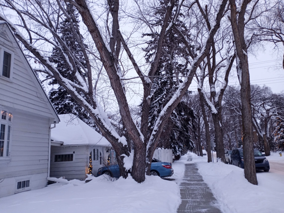 102 Ave Unique Silver Maple