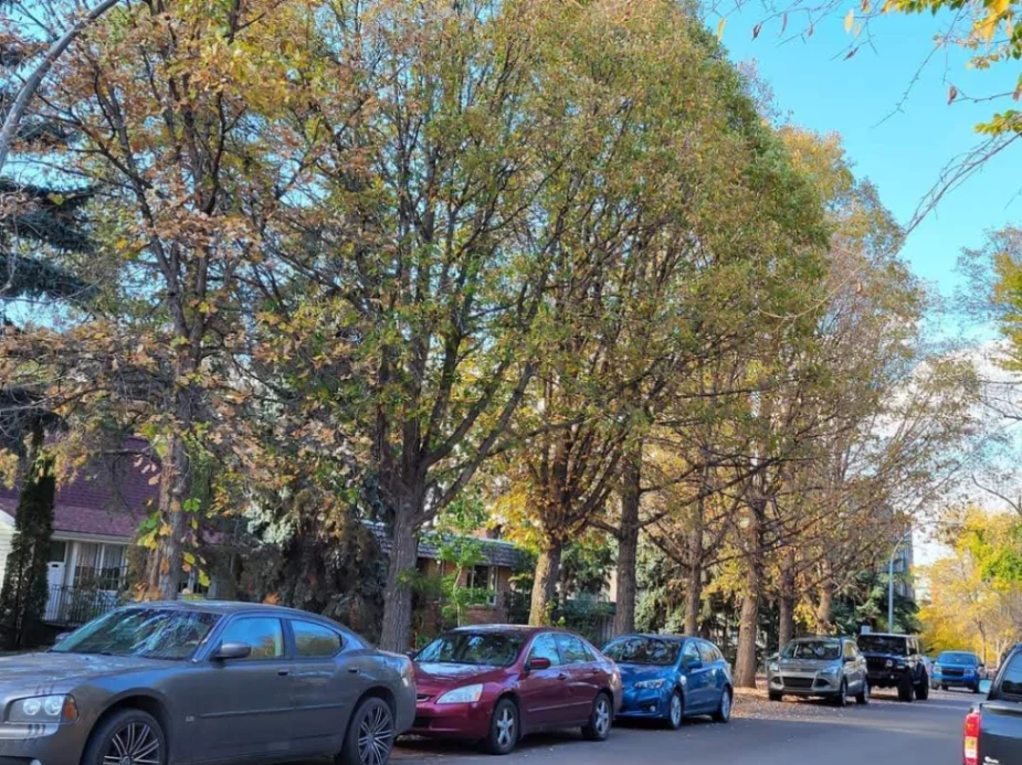 Bonnie Doon Boularevd Oaks