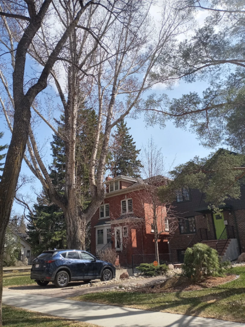 Removed Glenora Northwest Poplar