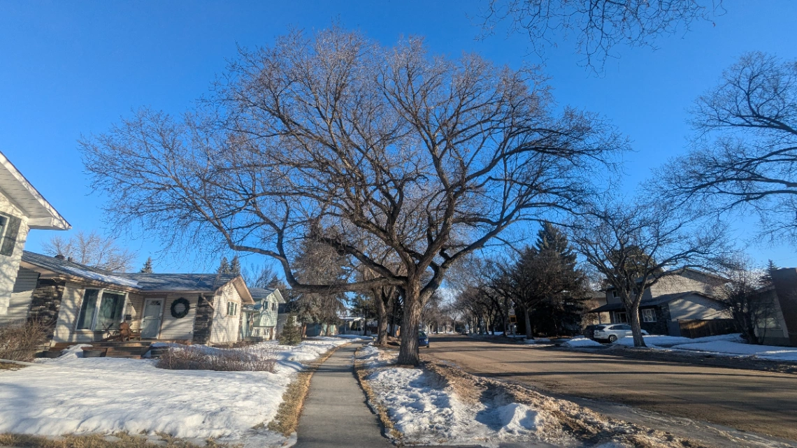 Sidewalk Elm