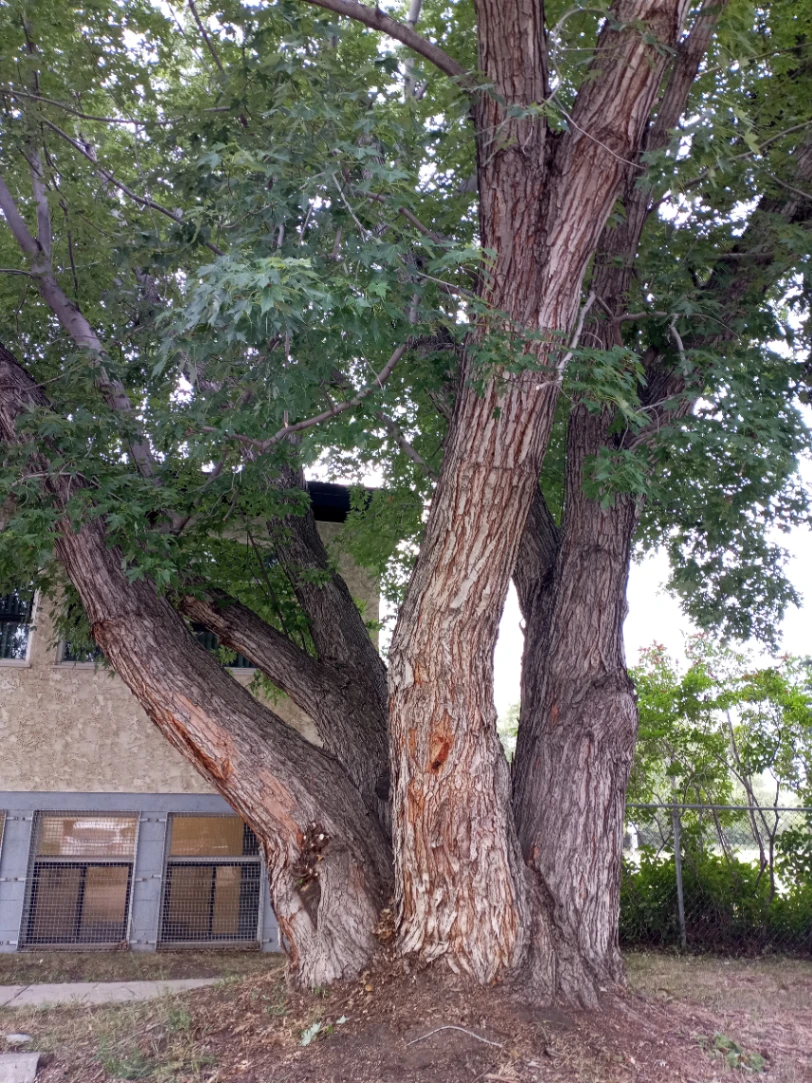 Multi Trunk Archdiocese Maple