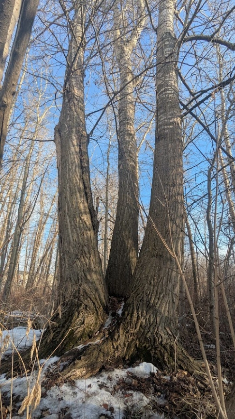 Old Growth Secord Poplar