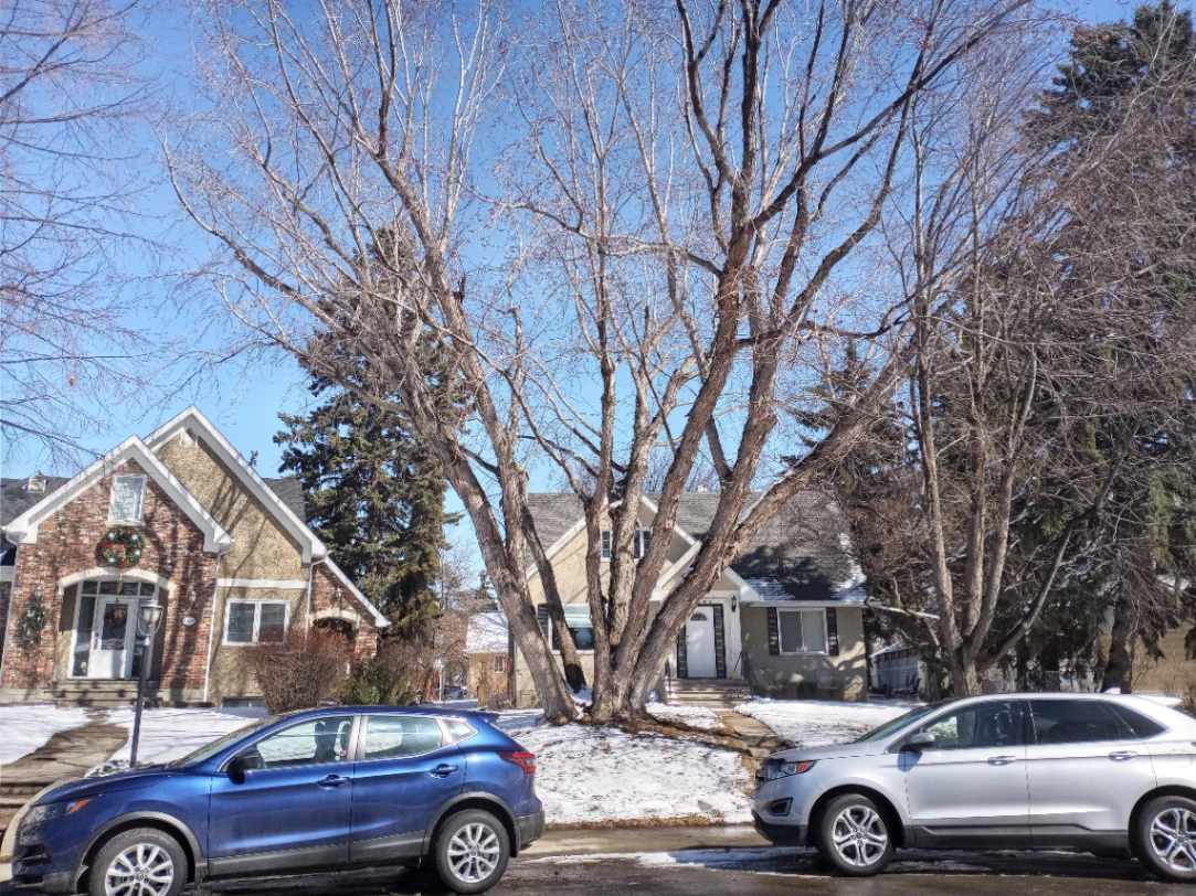 Multi-Stemmed Glenora Silver Maple