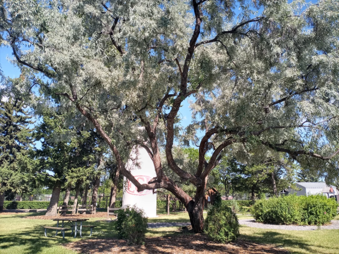 Bonanza Park Russian Olive