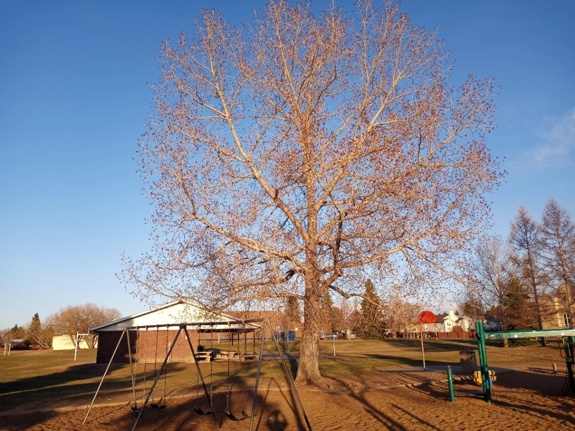 Sakaw Playground Poplar