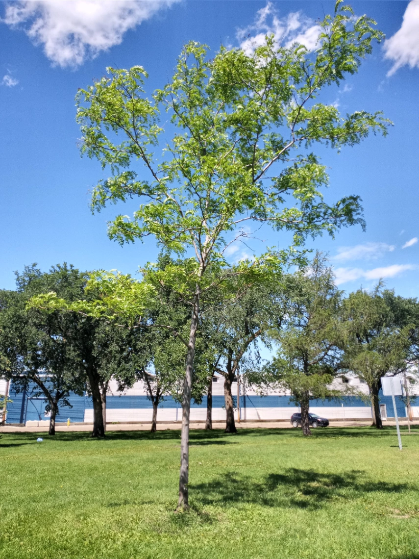 Borden Park Honeylocust