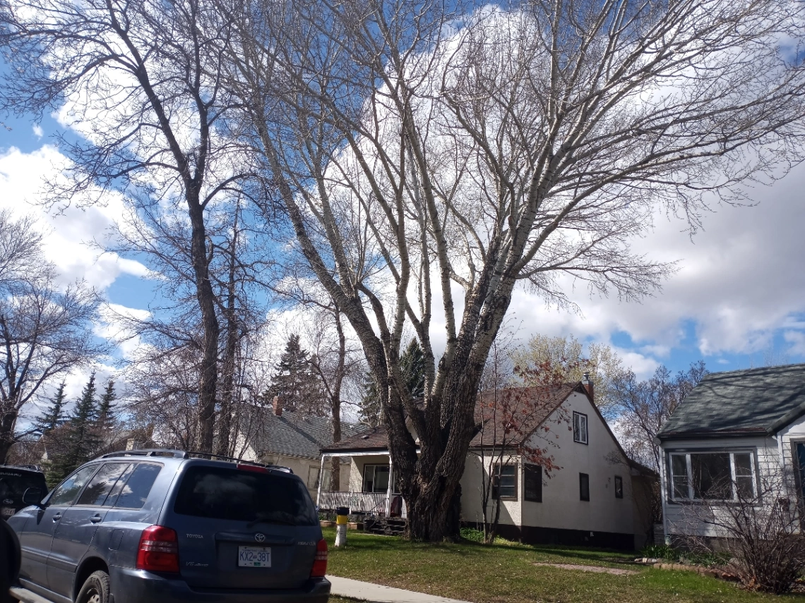 Grovenor Ancient Poplar