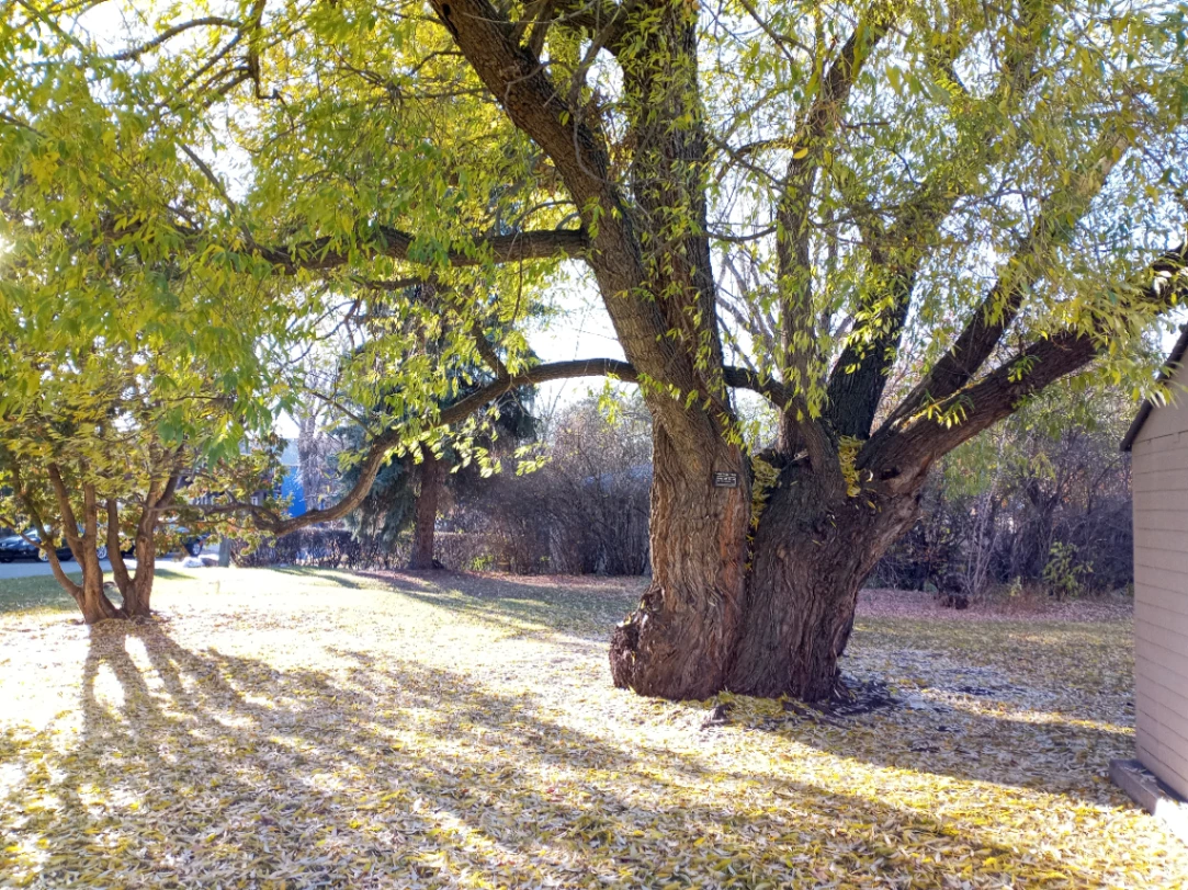 Saskatchewan Drive Willow