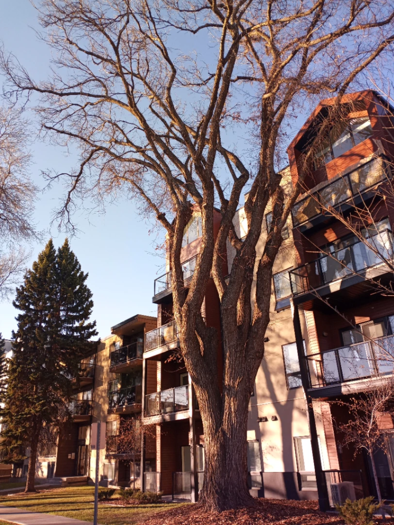 Ancient American Elm