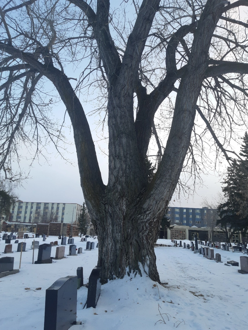Winston Eastern Cottonwood