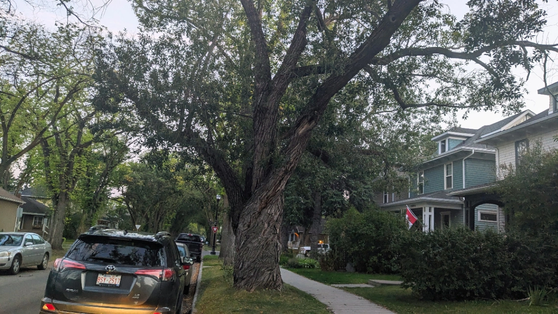 Westmount Boulevard LL. Willow