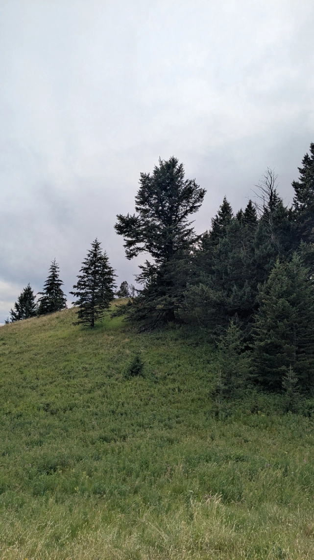 Beaver Dam Ridge Canopy Douglas Fir