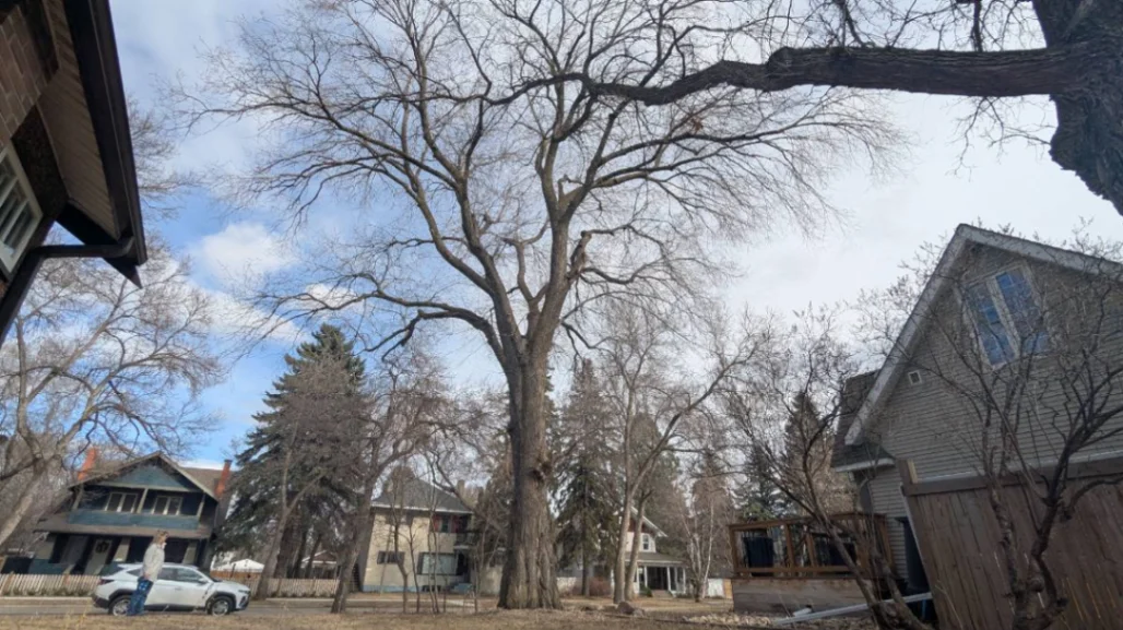 Frederick Dear American Elm