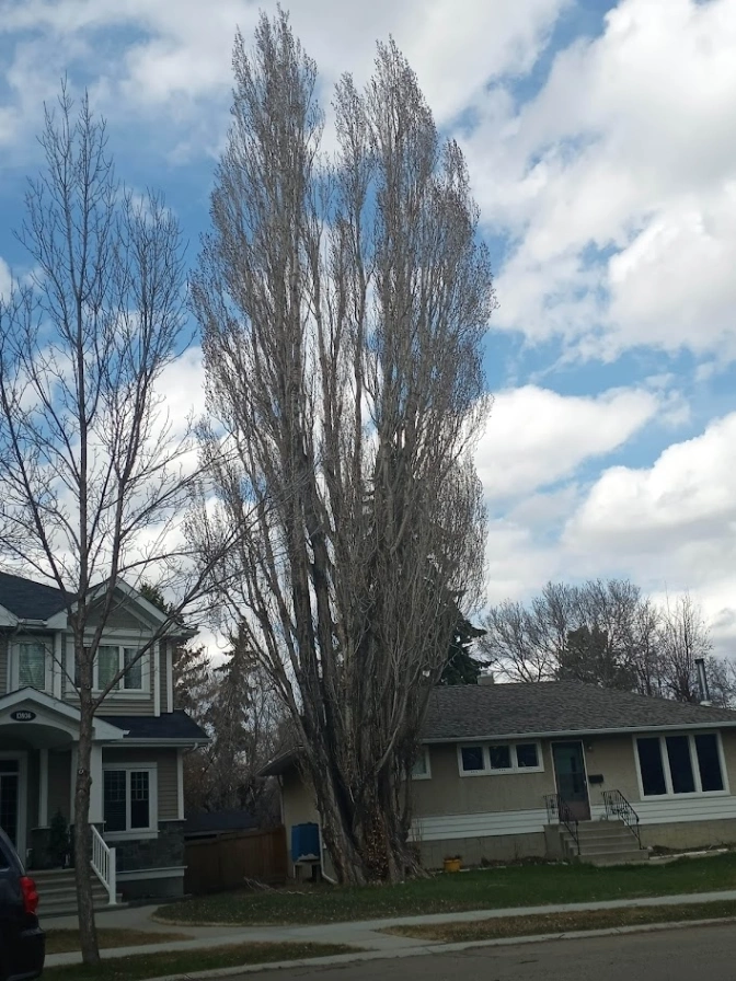 North Glenora Black Poplar