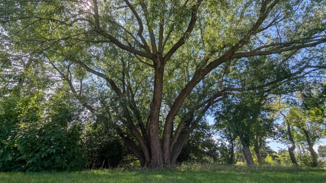Lynnwood Way Willow