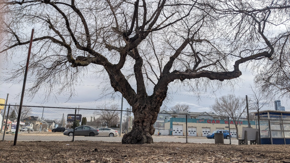 Norwood School Manitoba Maple