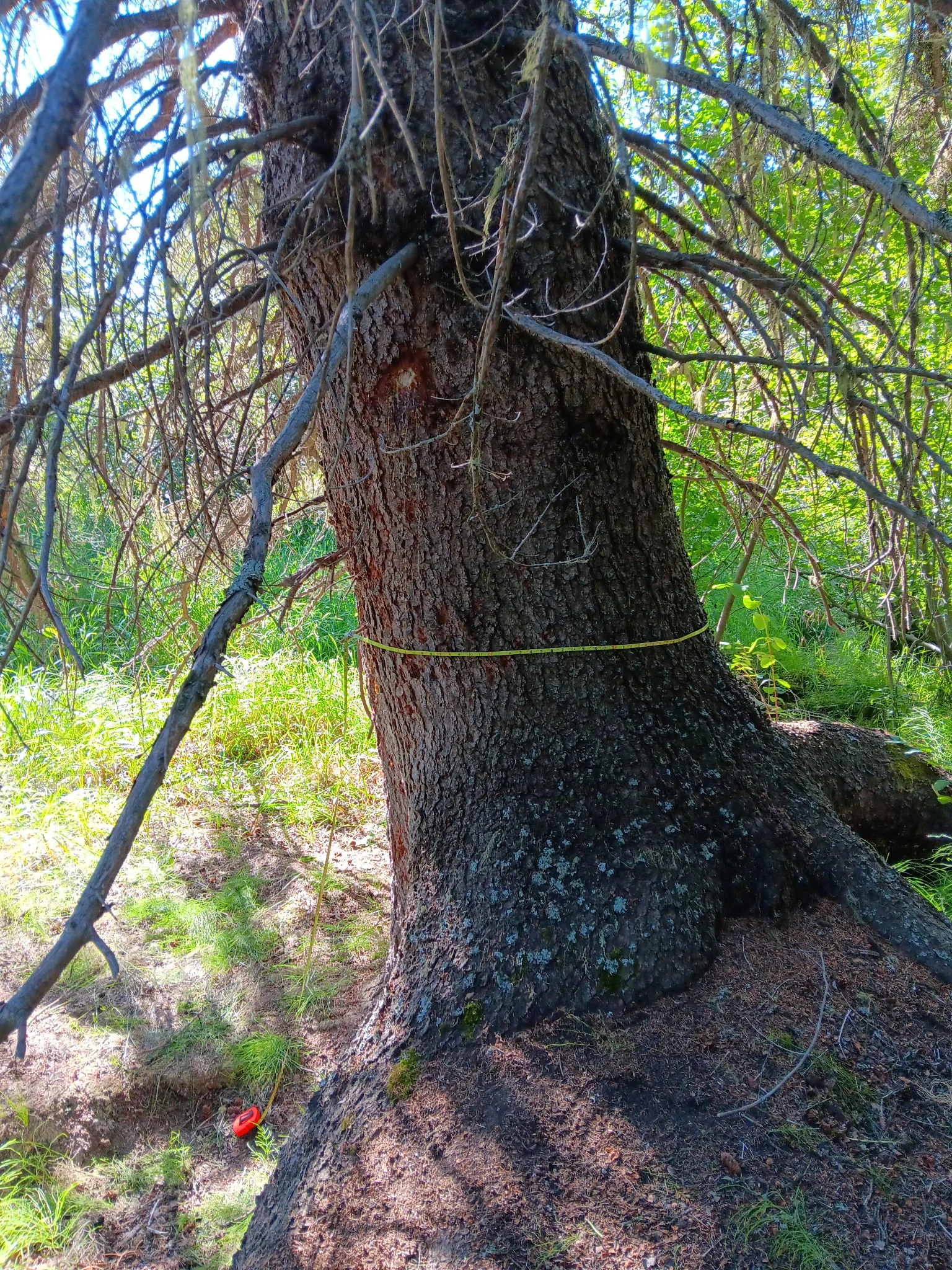 Vetch Crik White Spruce