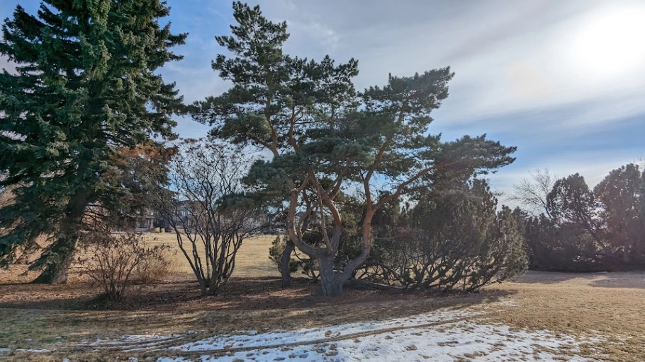 Strathearn Unique Scots Pine