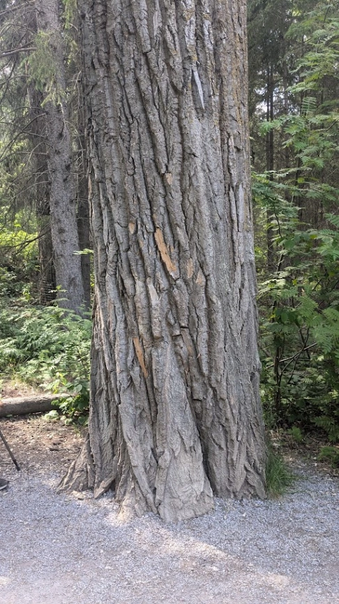 Whitemud Ravine Old-Growth Balsam Poplar