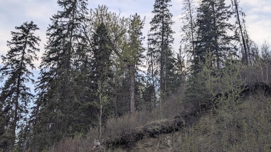 Wedgewood Creek Poplar #1