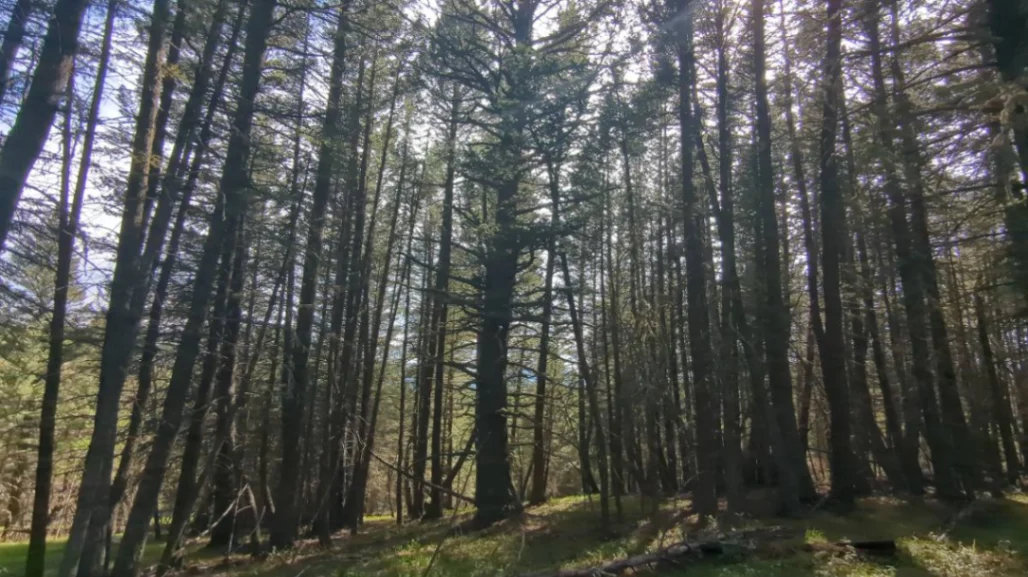 Heath Doug fir 3