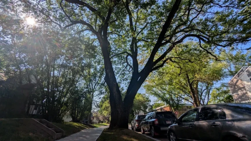 Oldest Boulevard Tree - Siberian Elm