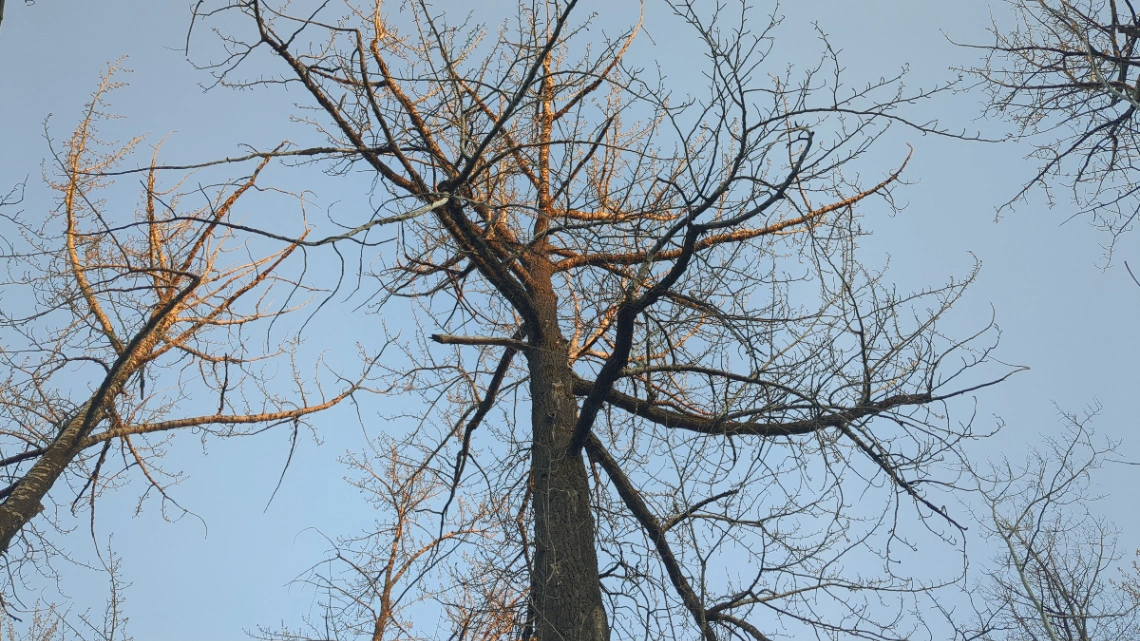 Solar Farm Old Growth Living Poplar