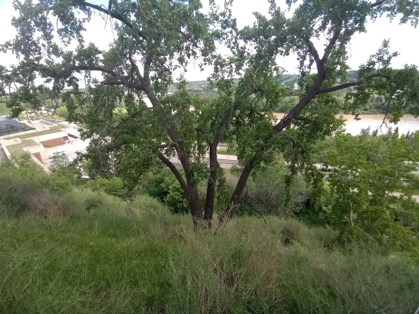 Downtown Multi-Trunked Balsam Poplar (Large Poplar in Ravine)