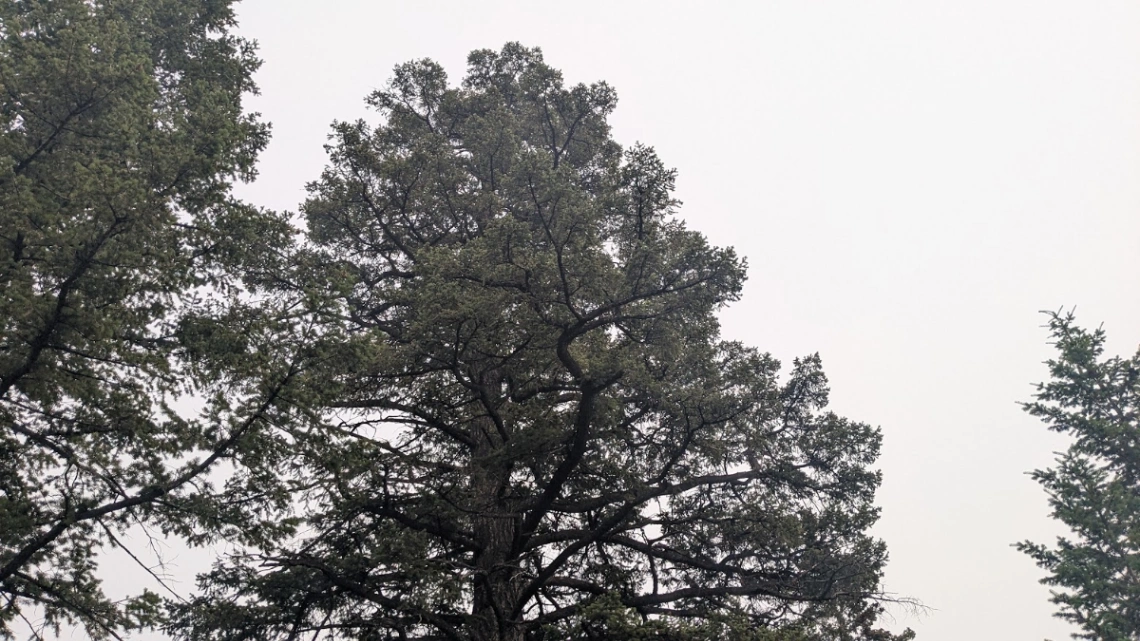Bridge Creek Twin Fir #2