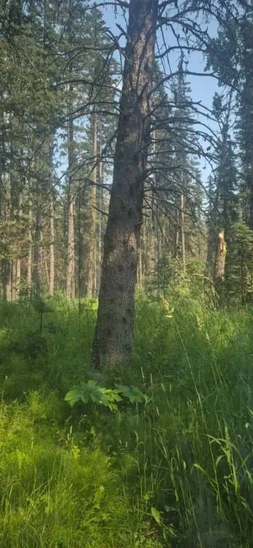 Creekside White Spruce