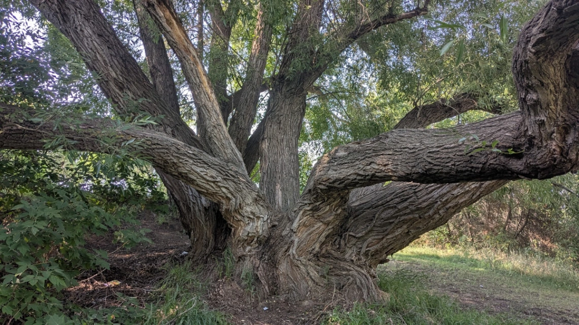 Celebration Willow
