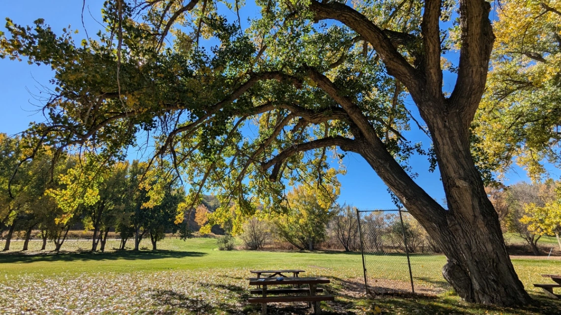The Burly Cottonwood