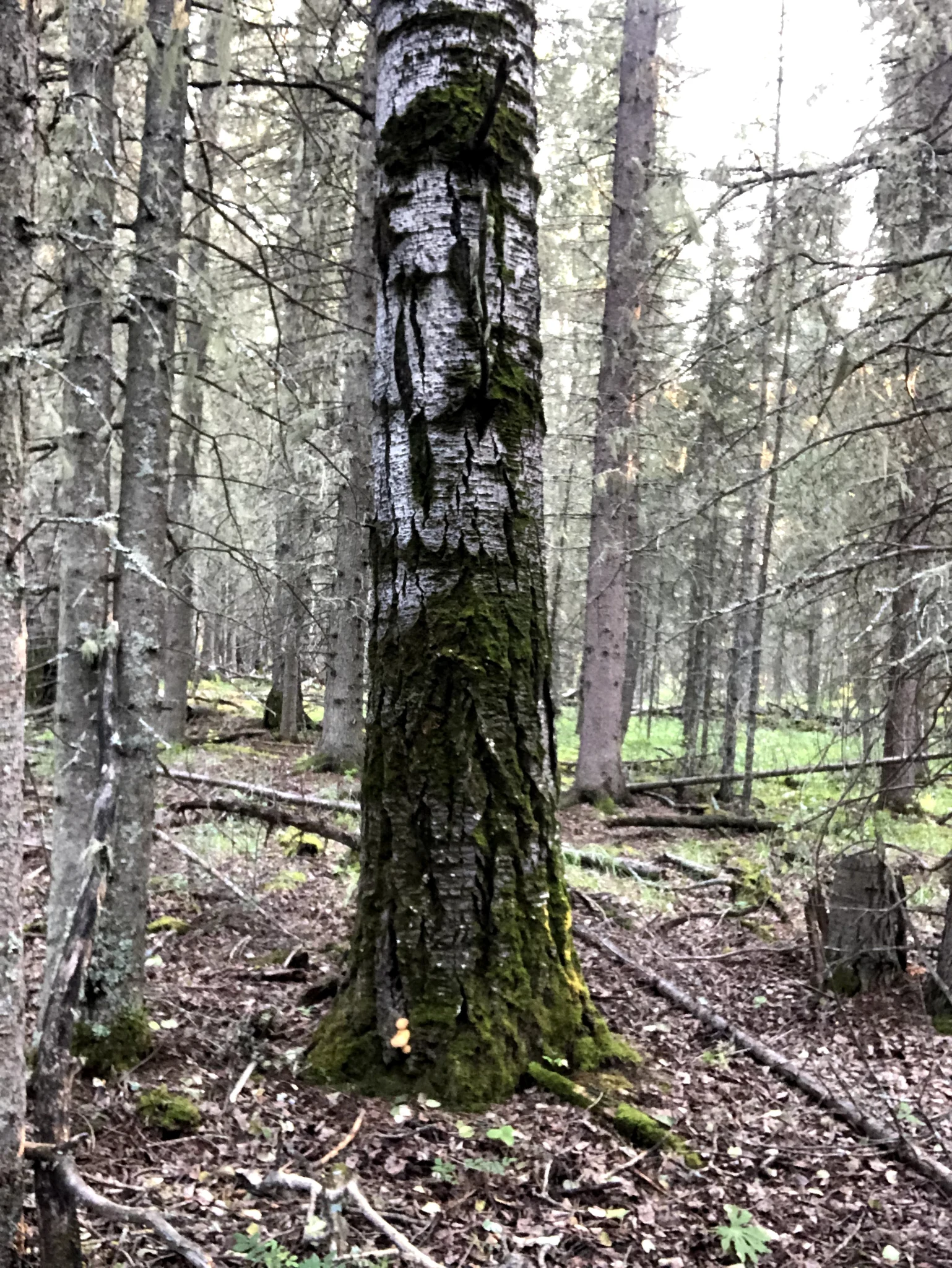Not so Trembling Aspen