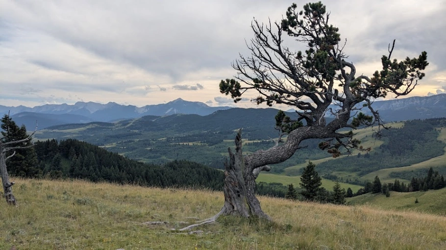 The Beaver Dam Ridge Scarred Limber Pine
