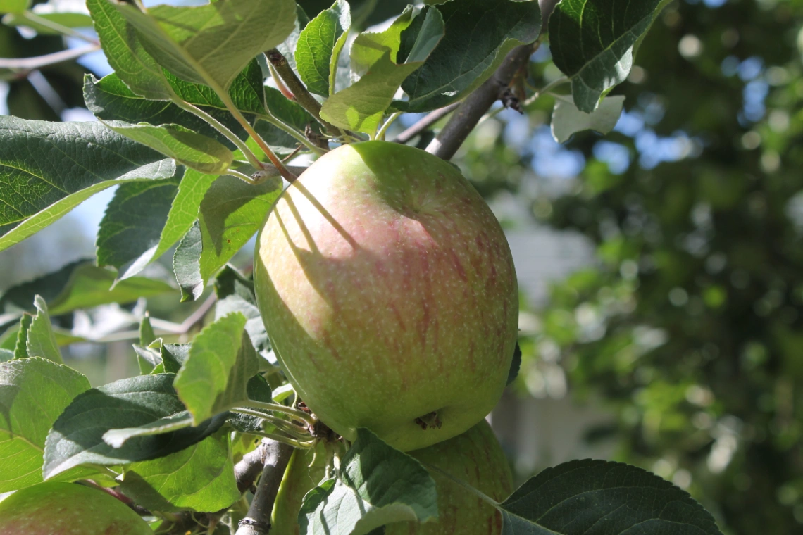 John Trapp Apple Tree