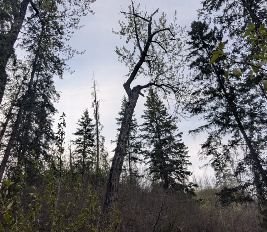 Wedgewood Creek Poplar #2