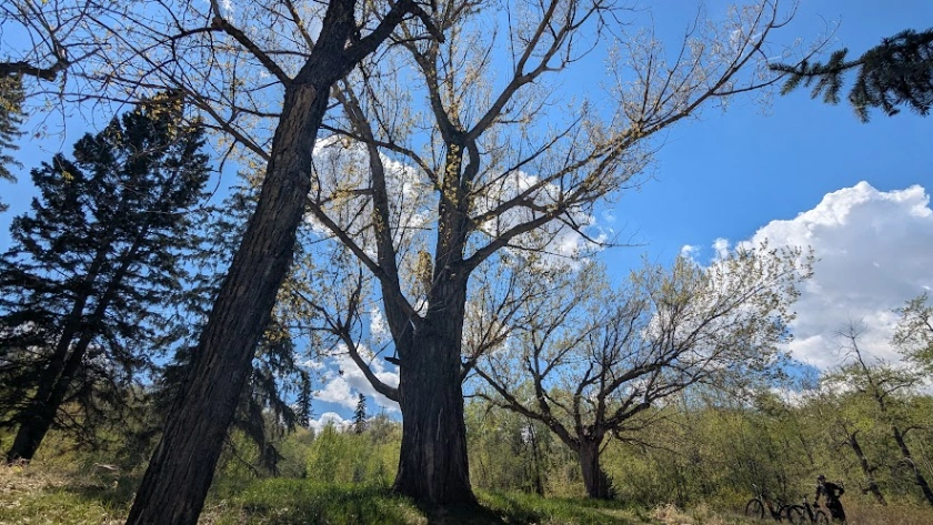 Queen Elizabeth Park Balsam Poplar