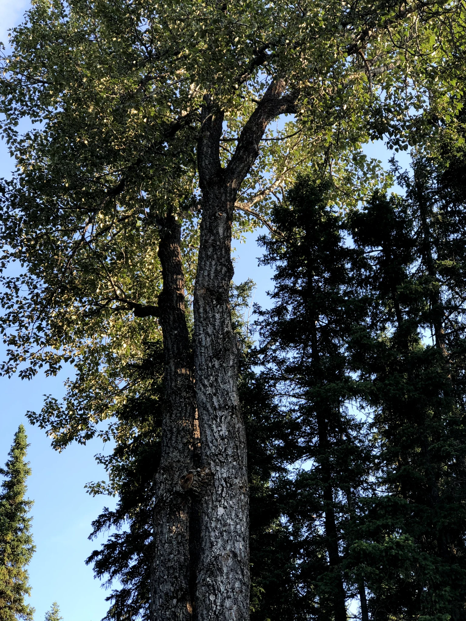 Roadside Poplar