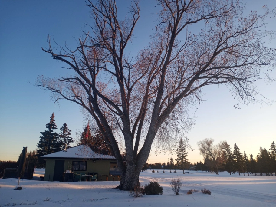 Derrick Club Laurel Leaf Willow