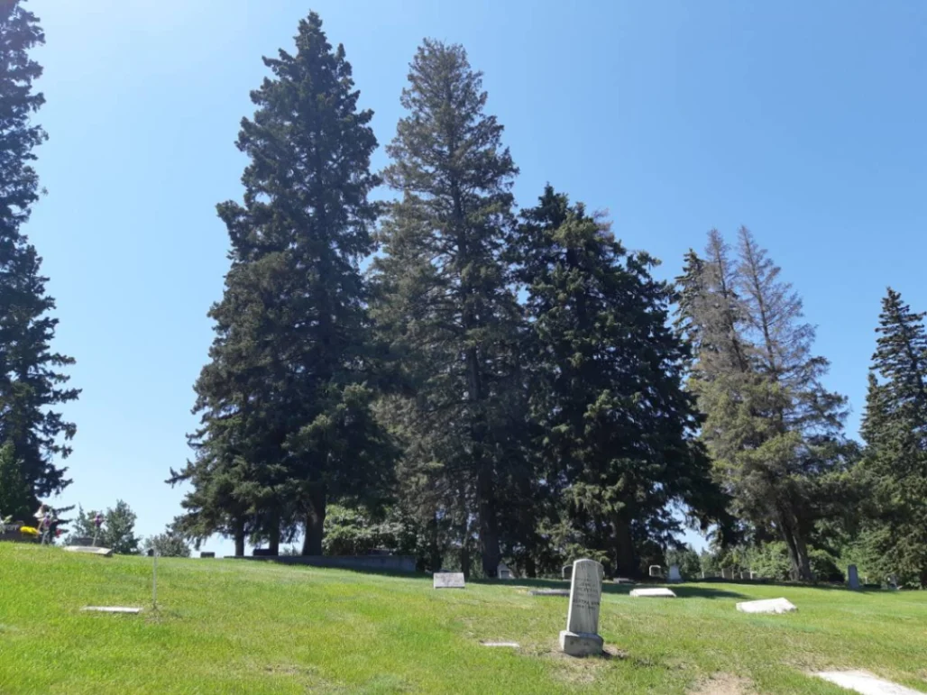 Flint White Spruce