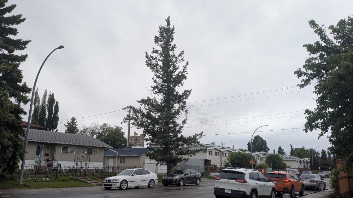 Jasper Place Rocky Mountain Douglas-Fir