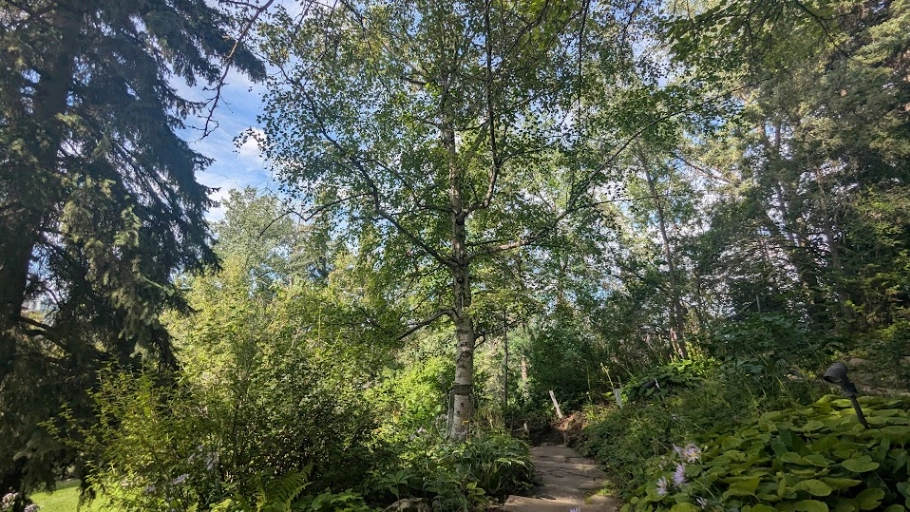 William Reader Paper Birch