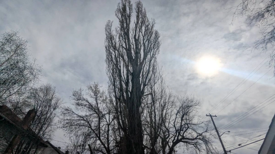 Norwood Lombardy Poplar