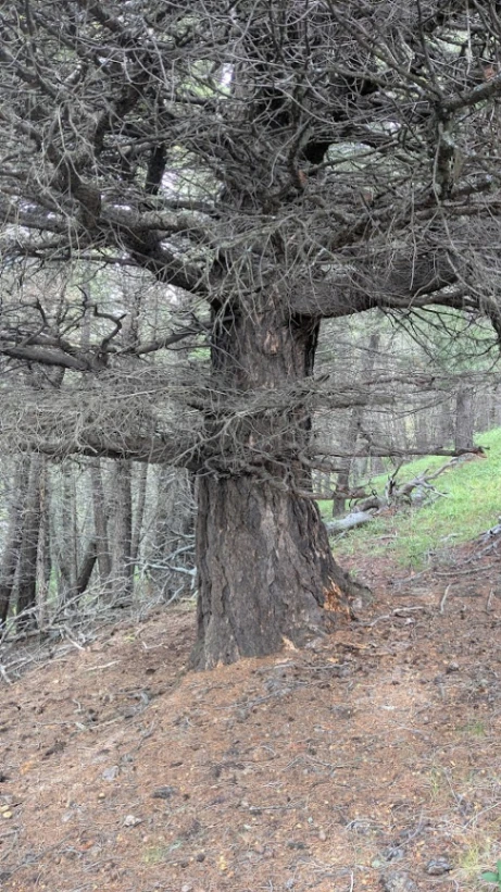 Beaver Dam Ridge Douglas Fir