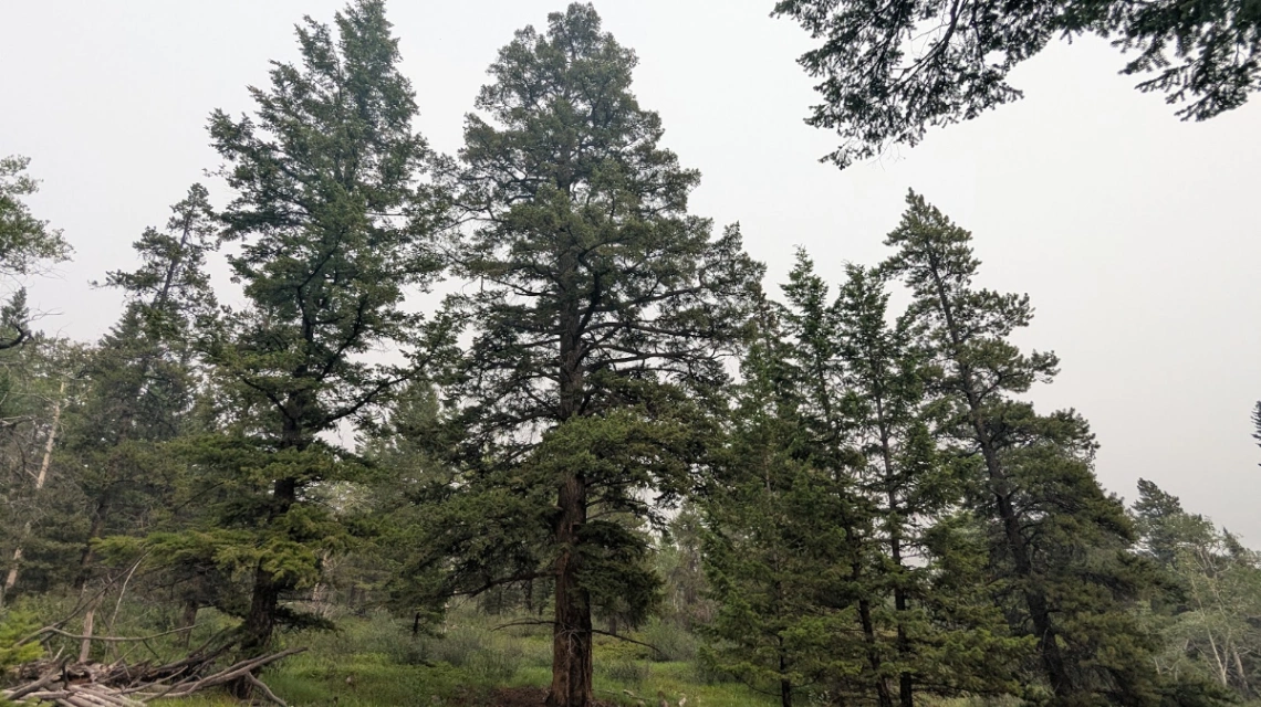 Bridge Creek Twin Fir #1
