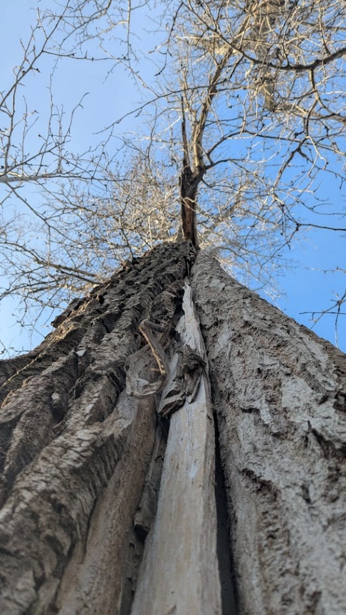 Old Growth Secord Poplar #2