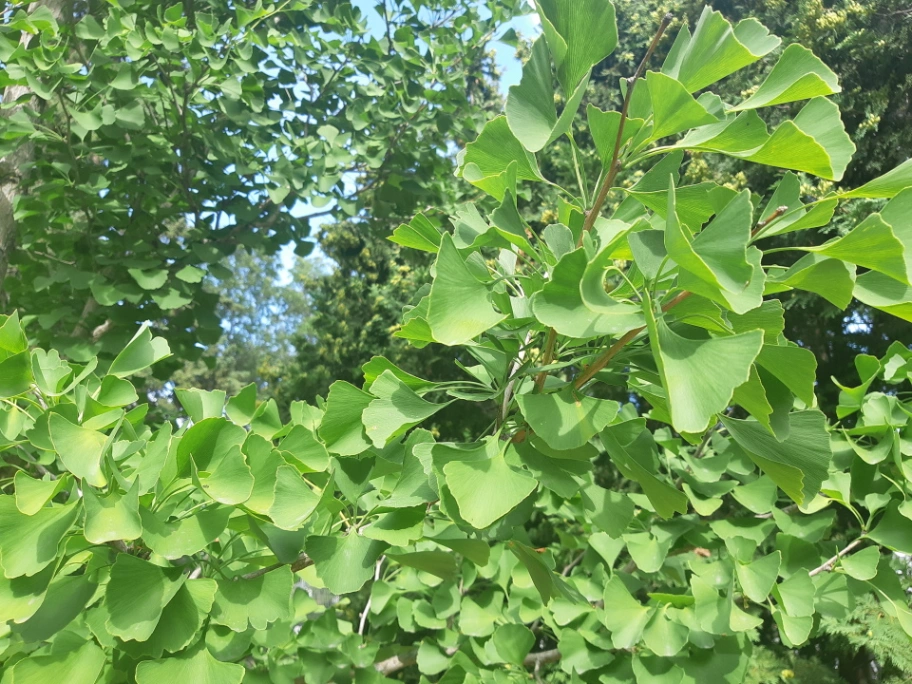 Athabasca Hall Ginkgo