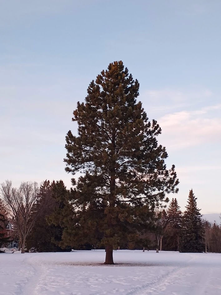 Mill Creek Ponderosa Pine #2